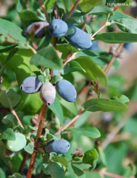 Жимолость Золушка