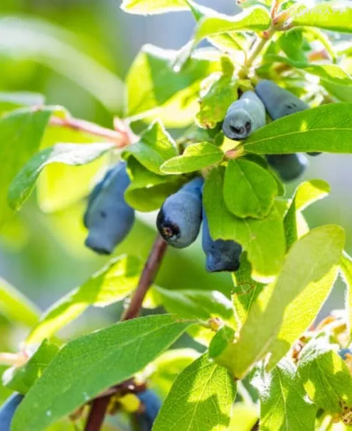 Жимолость Мальвина