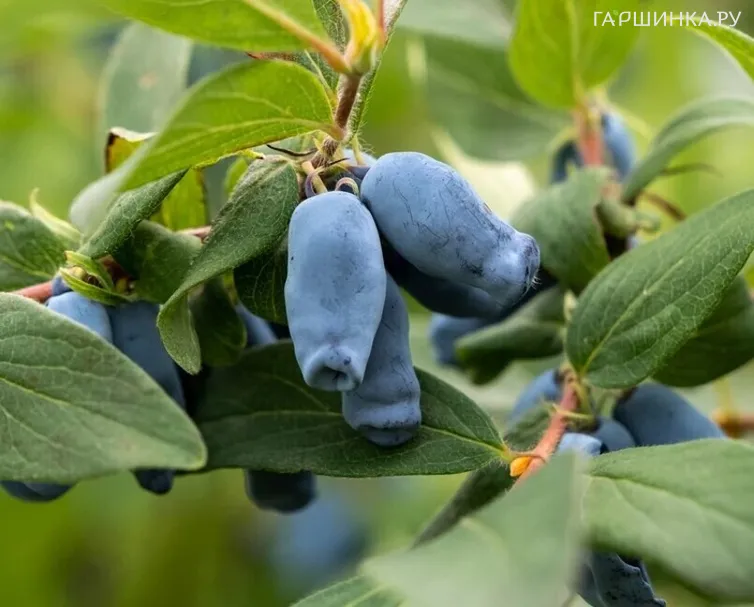 Жимолость Амур