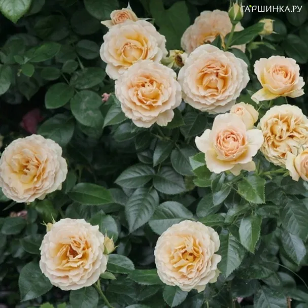 Роза Генриетта Барнет флорибунда