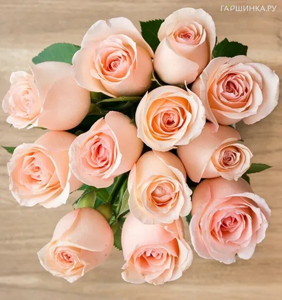 Роза Ангажемент чайно-гибридная