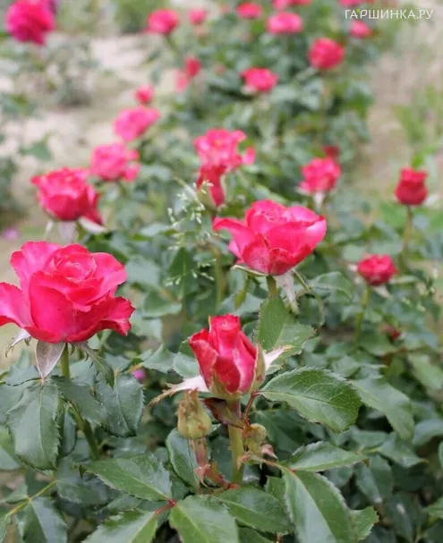 Роза Малиновый звон чайно-гибридная