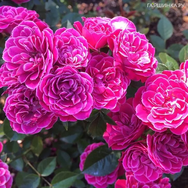 Роза Мариетта чайно-гибридная