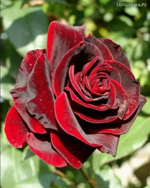Роза Черная Магия чайно-гибридная