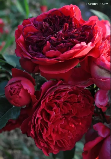 Роза Флорентина плетистая