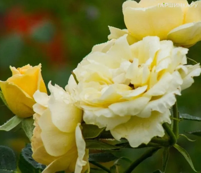 Роза Желтая кукла спрей