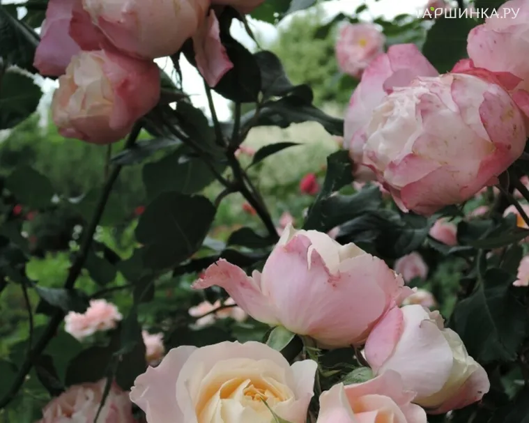 Роза Дольчецца флорибунда