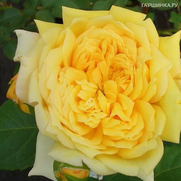 Роза Жоэль Маруани шраб