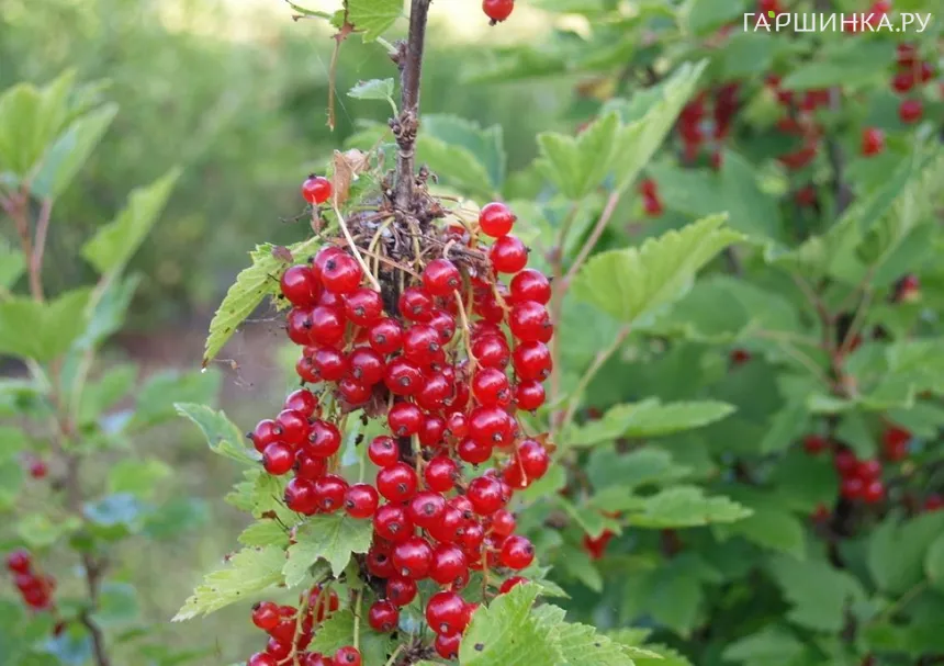 Смородина Голландская красная