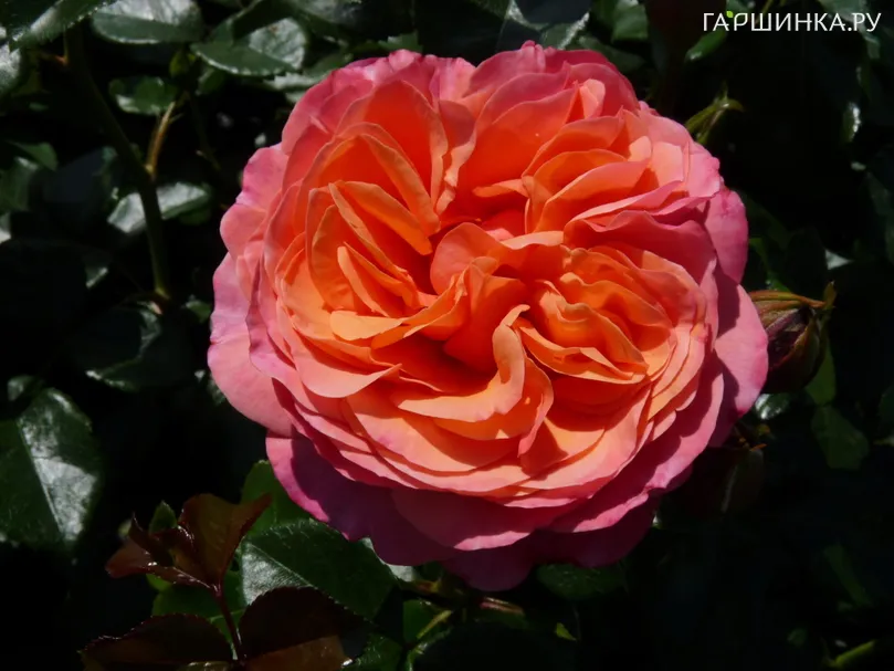 Роза Корал Лайонс Роуз флорибунда