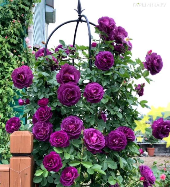 Роза Мистерьез флорибунда