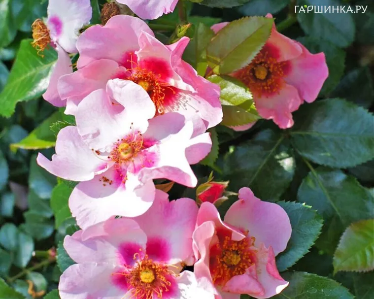 Роза Пис энд Лав флорибунда