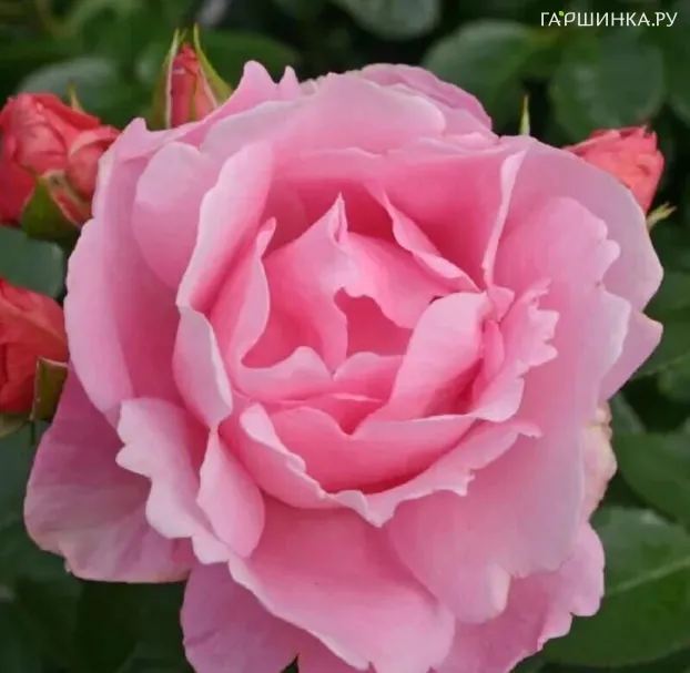 Роза Поэтри флорибунда