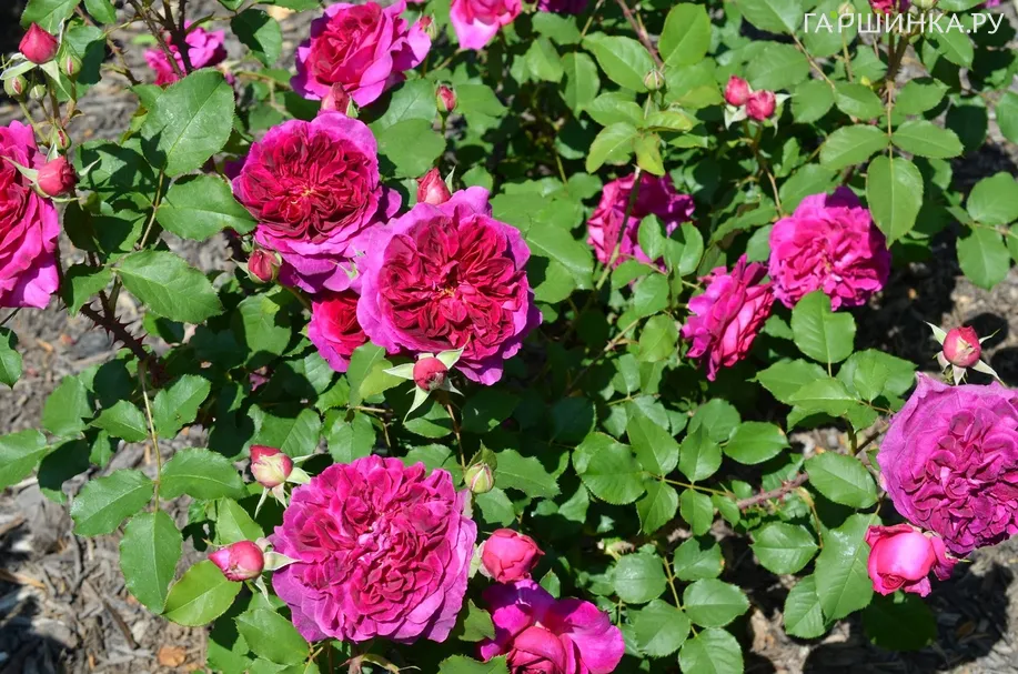 Роза Хитклифф