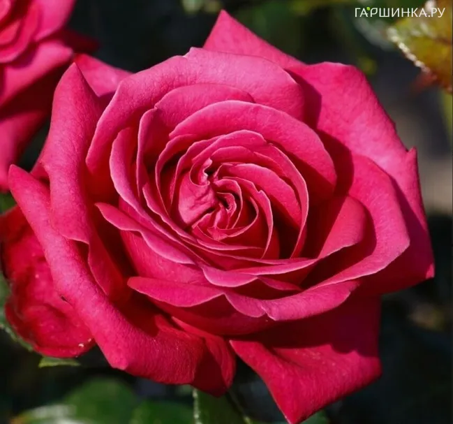 Роза Хот Леди чайно-гибридная