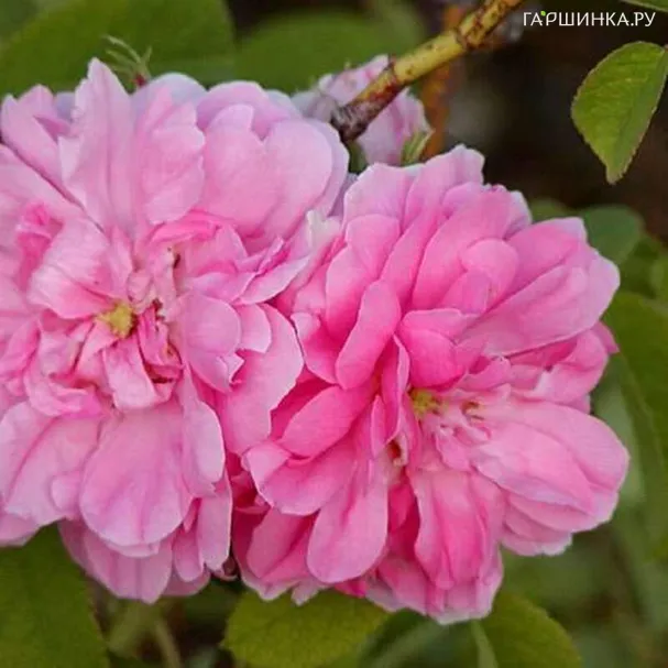 Роза Четыре сезона почвопокровная