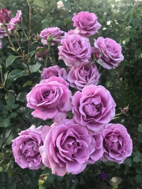 Роза Шокин Блю флорибунда