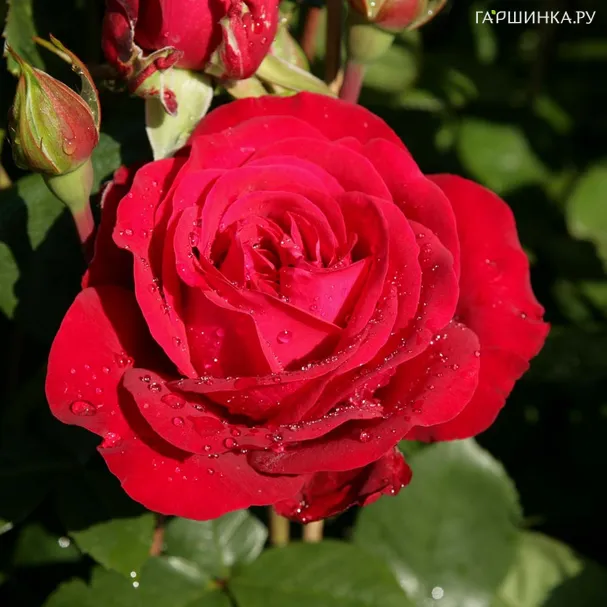 Роза Штертебекер чайно-гибридная