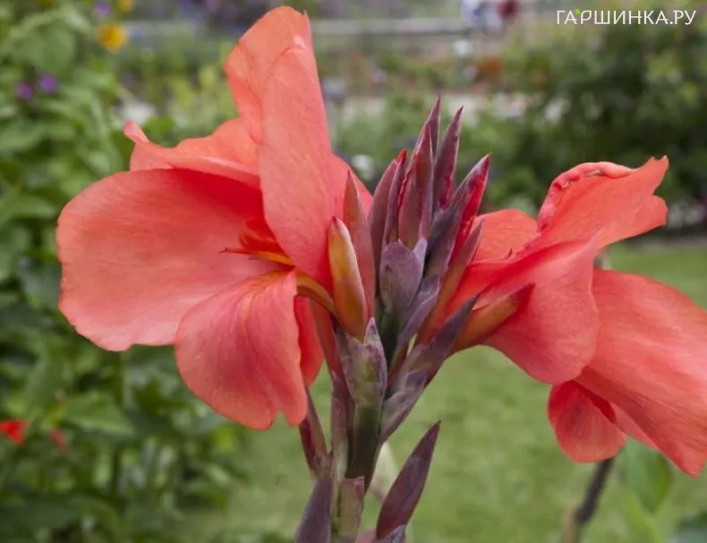 Канна Миссис Оклахома