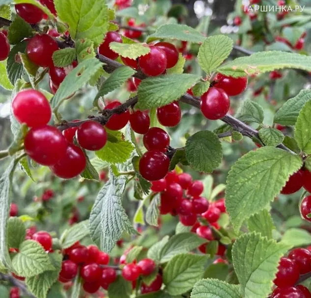 Вишня Даманка войлочная