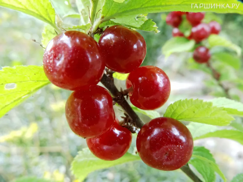 Вишня войлочная Царевна