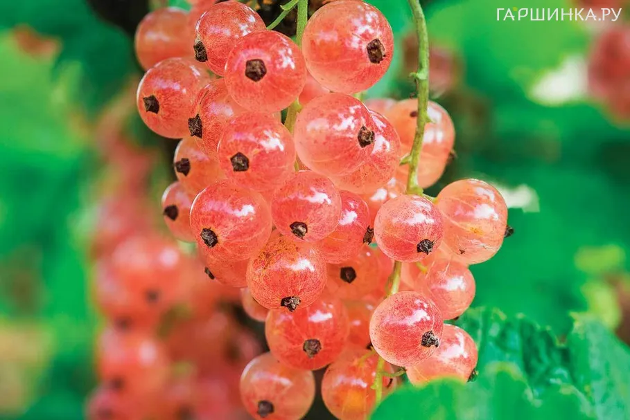 Смородина Голландская розовая