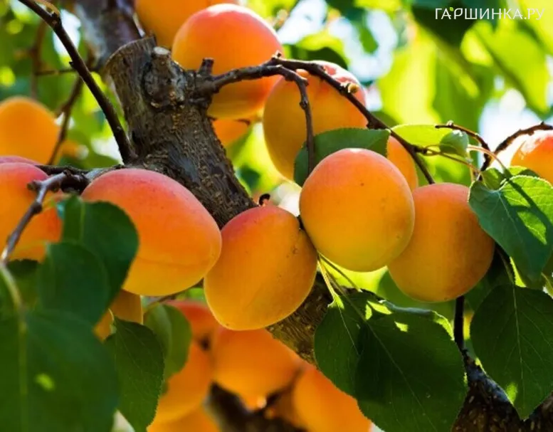 Абрикос Мелитопольский ранний самоплодный