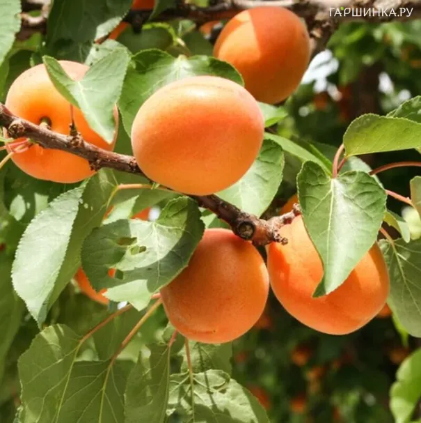 Абрикос Нью джерси самоплодный