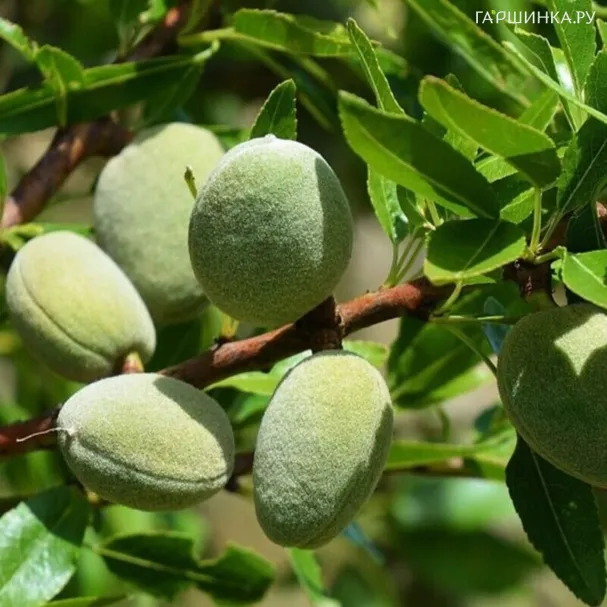 Миндаль Десертный