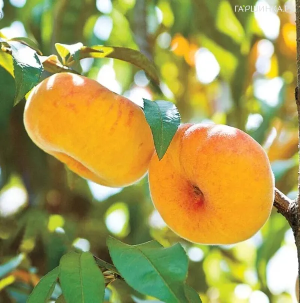 Персик Бельмондо инжирный