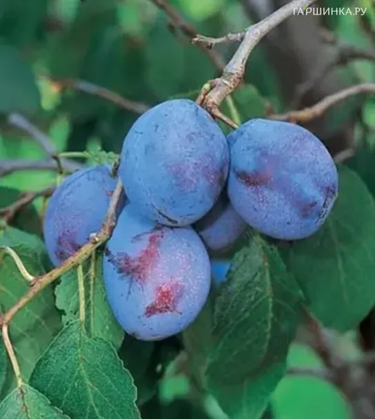 Слива Гросса Дефелисио