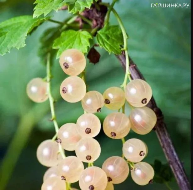 Смородина Уральская белая крупноплодная белая