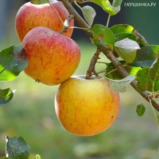 Яблоня Башкирская красавица