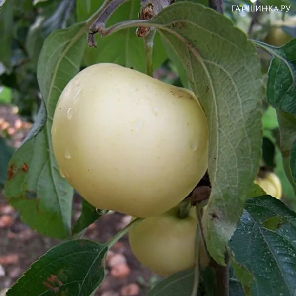 Яблоня Кальвиль снежный