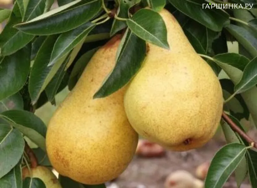 Груша Декора колоновидная