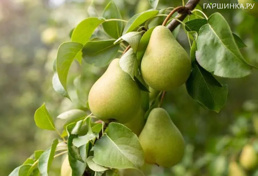 Груша Нежность колоновидная