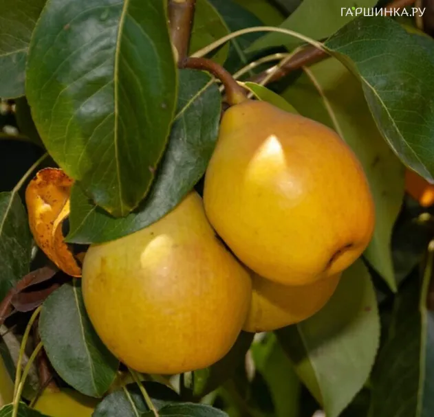 Груша Санреми колоновидная