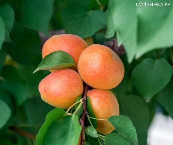 Абрикос Слава севера