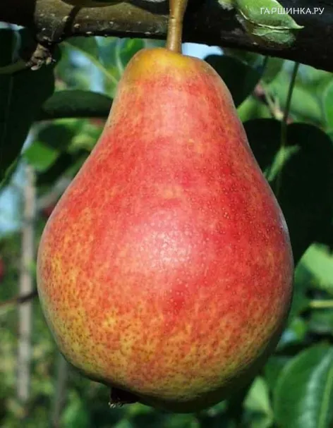 Груша Кармен колоновидная