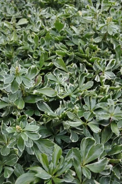 Пахизандра Вариегата верхушечная