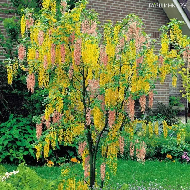 Лабурноцитисус Адама