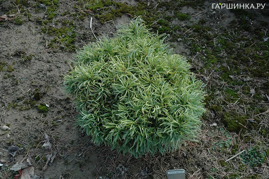 Сосна Грин Твист