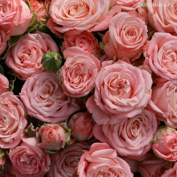 Роза Бомбастик