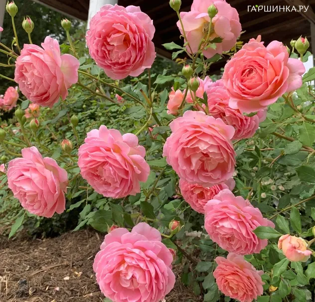 Роза Джубили Селебрейшн