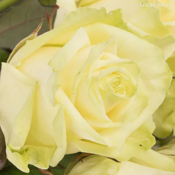 Роза Вайт Наоми