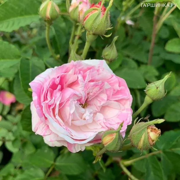 Роза Центифолия Вариегата историческая (лиц)