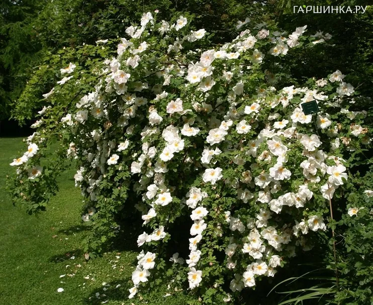Роза Невада историческая (лиц)