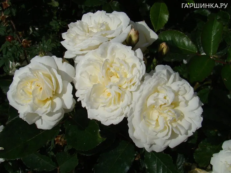 Роза Просперити ругоза (лиц)