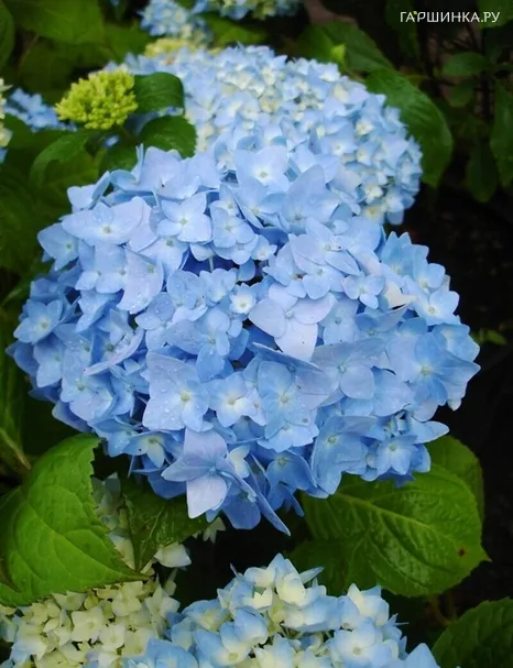 Гортензия Никко Блю крупнолистная (макрофила)