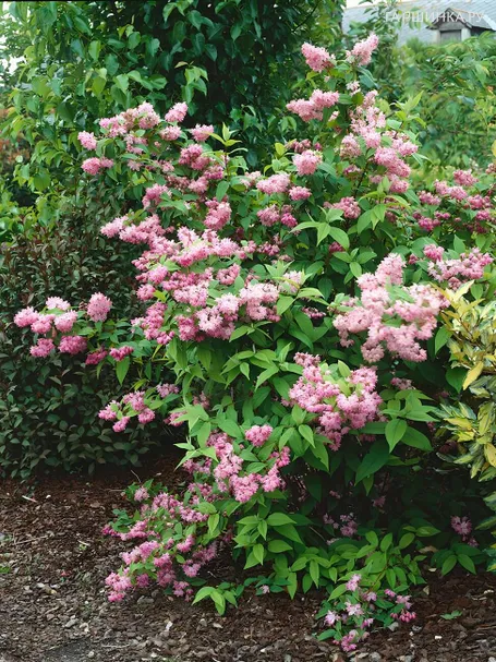 Дейция Пинк Пом Пом гибридная